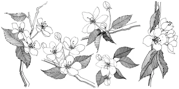 Elma ağacı izole bir vektör tarzı. Bitki tam adı: elma ağacı. Arka plan, doku, sarıcı desen, çerçeve veya kenarlık için vektör çiçek.