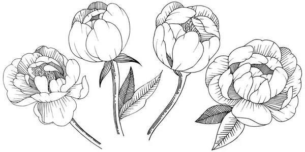 Peonía Estilo Vectorial Aislado Nombre Completo Planta Peony Flor Vectorial — Archivo Imágenes Vectoriales