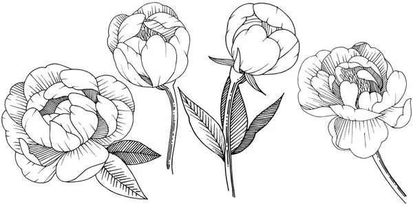 Pfingstrose Vektorstil Isoliert Voller Name Der Pflanze Pfingstrose Vektorblume Für — Stockvektor