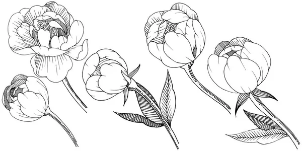 Peonía Estilo Vectorial Aislado Nombre Completo Planta Peony Flor Vectorial — Vector de stock