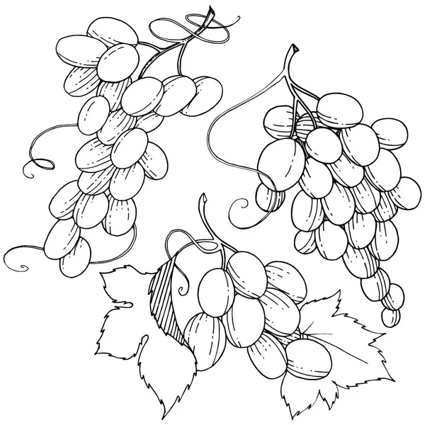 Grape Hälsosam Mat Vektor Stil Isolerade Fullständigt Namn Frukt Druva — Stock vektor