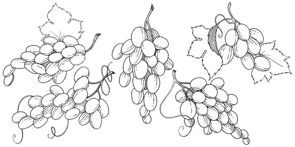 Uva Alimentos Saludables Estilo Vectorial Aislado Nombre Completo Fruta Uva — Archivo Imágenes Vectoriales