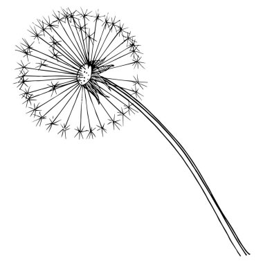 Kır çiçeği izole bir vektör tarzda karahindiba. Bitki tam adı: karahindiba. Arka plan, doku, sarıcı desen, çerçeve veya kenarlık için vektör çiçek.