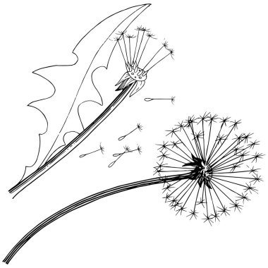 Kır çiçeği izole bir vektör tarzda karahindiba. Bitki tam adı: karahindiba. Arka plan, doku, sarıcı desen, çerçeve veya kenarlık için vektör çiçek.