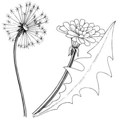 Kır çiçeği izole bir vektör tarzda karahindiba. Bitki tam adı: karahindiba. Arka plan, doku, sarıcı desen, çerçeve veya kenarlık için vektör çiçek.