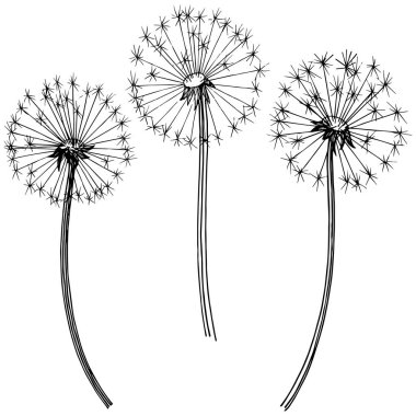 Kır çiçeği izole bir vektör tarzda karahindiba. Bitki tam adı: karahindiba. Arka plan, doku, sarıcı desen, çerçeve veya kenarlık için vektör çiçek.