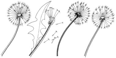 Kır çiçeği izole bir vektör tarzda karahindiba. Bitki tam adı: karahindiba. Arka plan, doku, sarıcı desen, çerçeve veya kenarlık için vektör çiçek.