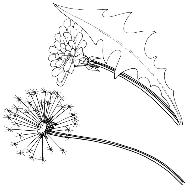 Kır Çiçeği Izole Bir Vektör Tarzda Karahindiba Bitki Tam Adı — Stok Vektör
