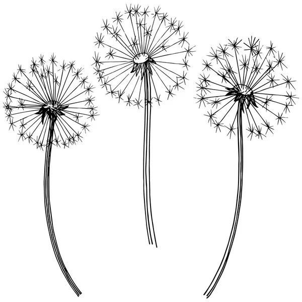 Kır çiçeği izole bir vektör tarzda karahindiba. Bitki tam adı: karahindiba. Arka plan, doku, sarıcı desen, çerçeve veya kenarlık için vektör çiçek.