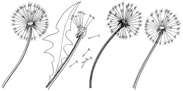 Kır çiçeği izole bir vektör tarzda karahindiba. Bitki tam adı: karahindiba. Arka plan, doku, sarıcı desen, çerçeve veya kenarlık için vektör çiçek.