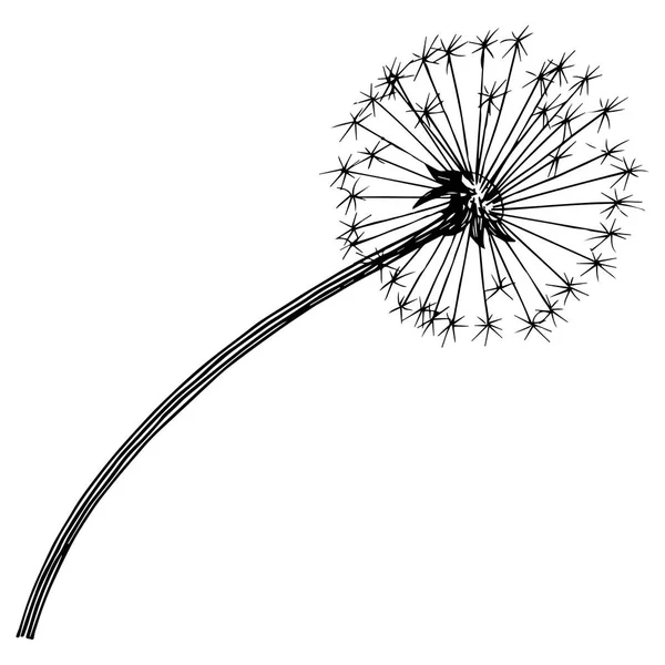 Kır çiçeği izole bir vektör tarzda karahindiba. Bitki tam adı: karahindiba. Arka plan, doku, sarıcı desen, çerçeve veya kenarlık için vektör çiçek.