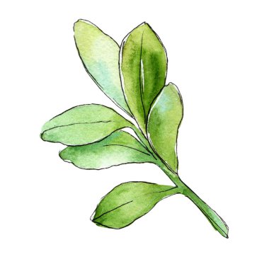 Sulu boya şimşir yeşil yaprak. Yaprak bitki botanik bahçe çiçek yaprakları. İzole illüstrasyon öğesi. Aquarelle yaprak için arka plan, doku, sarıcı desen, çerçeve veya kenarlık.