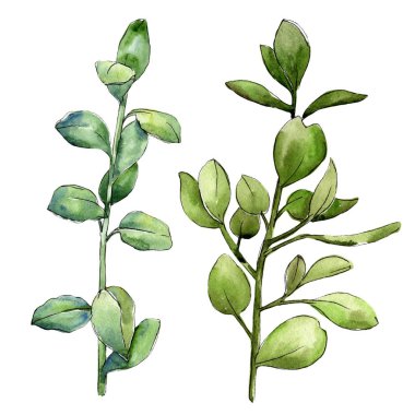 Sulu boya şimşir yeşil yaprak. Yaprak bitki botanik bahçe çiçek yaprakları. İzole illüstrasyon öğesi. Aquarelle yaprak için arka plan, doku, sarıcı desen, çerçeve veya kenarlık.