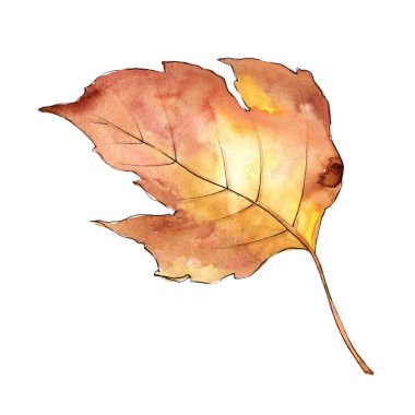 Suluboya sarı Kartopu çiçeği yaprağı. Yaprak bitki botanik bahçe çiçek yaprakları. İzole illüstrasyon öğesi. Aquarelle yaprak için arka plan, doku, sarıcı desen, çerçeve veya kenarlık.