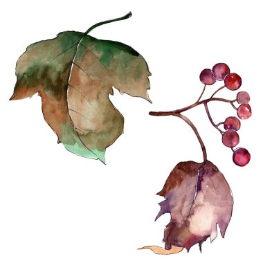 Sulu boya renkli Kartopu çiçeği yaprağı. Yaprak bitki botanik bahçe çiçek yaprakları. İzole illüstrasyon öğesi. Aquarelle yaprak için arka plan, doku, sarıcı desen, çerçeve veya kenarlık.