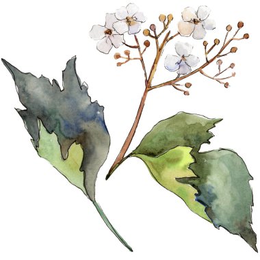 Suluboya sarı Kartopu çiçeği yaprağı. Yaprak bitki botanik bahçe çiçek yaprakları. İzole illüstrasyon öğesi. Aquarelle yaprak için arka plan, doku, sarıcı desen, çerçeve veya kenarlık.