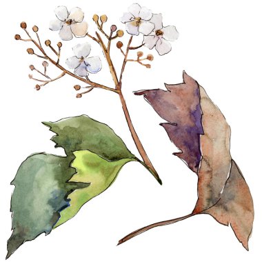 Suluboya sarı Kartopu çiçeği yaprağı. Yaprak bitki botanik bahçe çiçek yaprakları. İzole illüstrasyon öğesi. Aquarelle yaprak için arka plan, doku, sarıcı desen, çerçeve veya kenarlık.