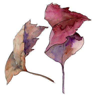 Suluboya sarı Kartopu çiçeği yaprağı. Yaprak bitki botanik bahçe çiçek yaprakları. İzole illüstrasyon öğesi. Aquarelle yaprak için arka plan, doku, sarıcı desen, çerçeve veya kenarlık.