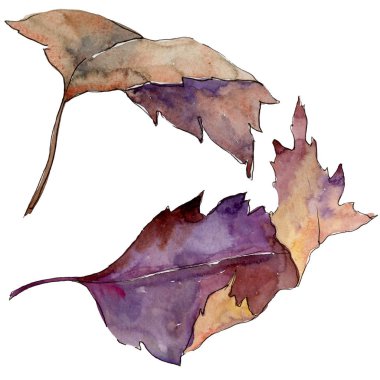 Suluboya sarı Kartopu çiçeği yaprağı. Yaprak bitki botanik bahçe çiçek yaprakları. İzole illüstrasyon öğesi. Aquarelle yaprak için arka plan, doku, sarıcı desen, çerçeve veya kenarlık.