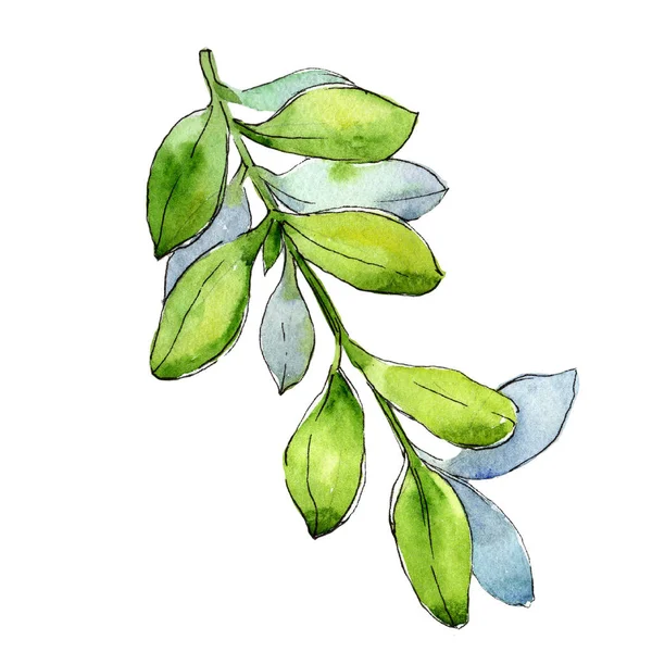 水彩ツゲの木緑の葉 葉植物植物園花葉 孤立した図の要素 テクスチャ ラッパー パターン フレームや境界線の Aquarelle — ストック写真