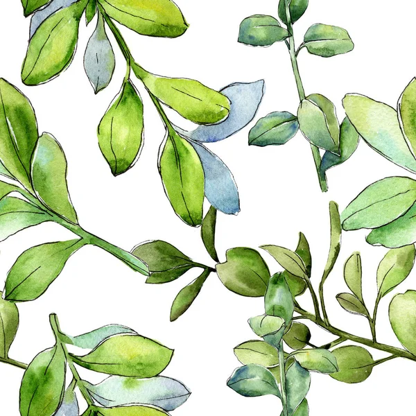 Ακουαρέλα Πυξάρι Πράσινο Φύλλο Φύλλο Φυτού Βοτανικός Κήπος Floral Φύλλωμα — Φωτογραφία Αρχείου