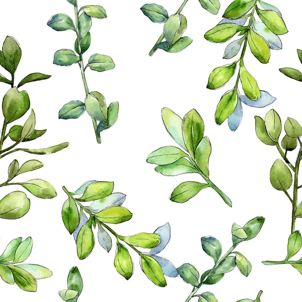 Sulu Boya Şimşir Yeşil Yaprak Yaprak Bitki Botanik Bahçe Çiçek — Stok fotoğraf