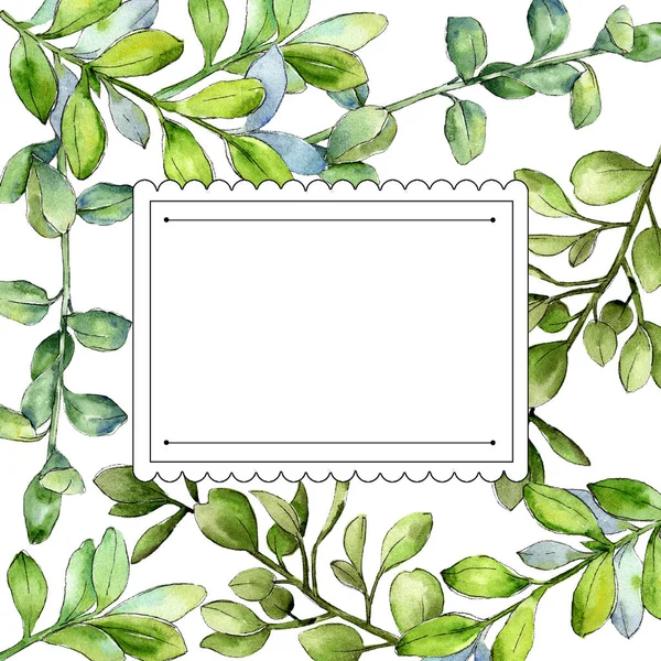 Aquarel Buxus Groen Blad Blad Plant Botanische Tuin Floral Gebladerte — Stockfoto