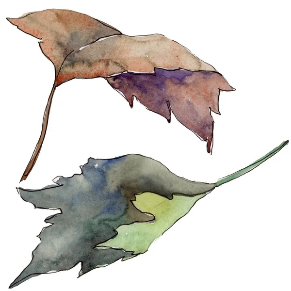 Suluboya sarı Kartopu çiçeği yaprağı. Yaprak bitki botanik bahçe çiçek yaprakları. İzole illüstrasyon öğesi. Aquarelle yaprak için arka plan, doku, sarıcı desen, çerçeve veya kenarlık.