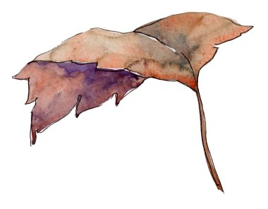 Suluboya sarı Kartopu çiçeği yaprağı. Yaprak bitki botanik bahçe çiçek yaprakları. İzole illüstrasyon öğesi. Aquarelle yaprak için arka plan, doku, sarıcı desen, çerçeve veya kenarlık.