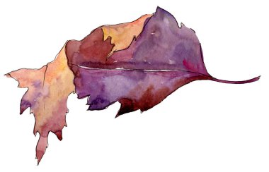 Suluboya sarı Kartopu çiçeği yaprağı. Yaprak bitki botanik bahçe çiçek yaprakları. İzole illüstrasyon öğesi. Aquarelle yaprak için arka plan, doku, sarıcı desen, çerçeve veya kenarlık.