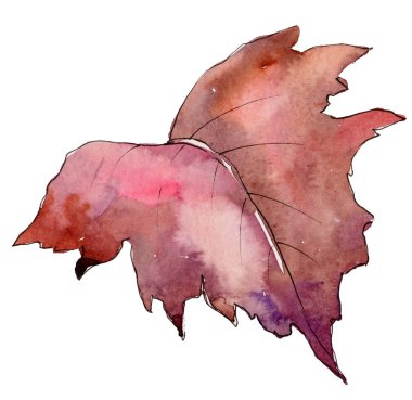 Suluboya sarı Kartopu çiçeği yaprağı. Yaprak bitki botanik bahçe çiçek yaprakları. İzole illüstrasyon öğesi. Aquarelle yaprak için arka plan, doku, sarıcı desen, çerçeve veya kenarlık.