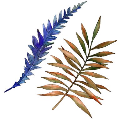 Sulu boya renkli fren tertibatları. Yaprak bitki botanik bahçe çiçek yaprakları. İzole illüstrasyon öğesi. Aquarelle yaprak için arka plan, doku, sarıcı desen, çerçeve veya kenarlık.
