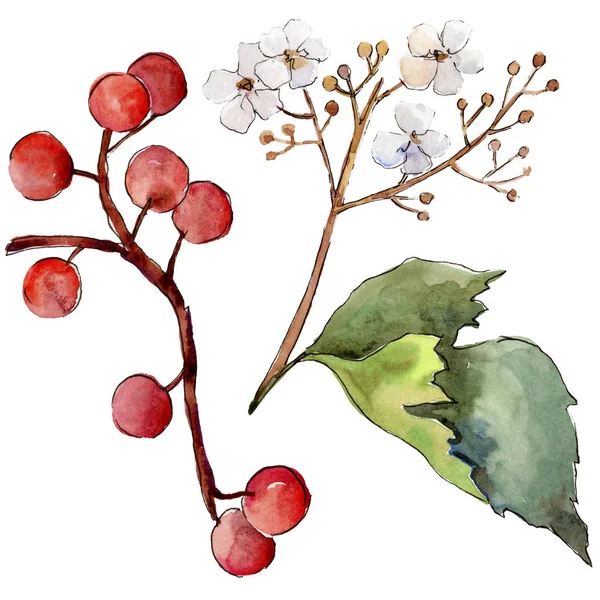 Akvarell Gul Viburnum Blad Leaf Växt Botaniska Trädgård Blommig Bladverk — Stockfoto