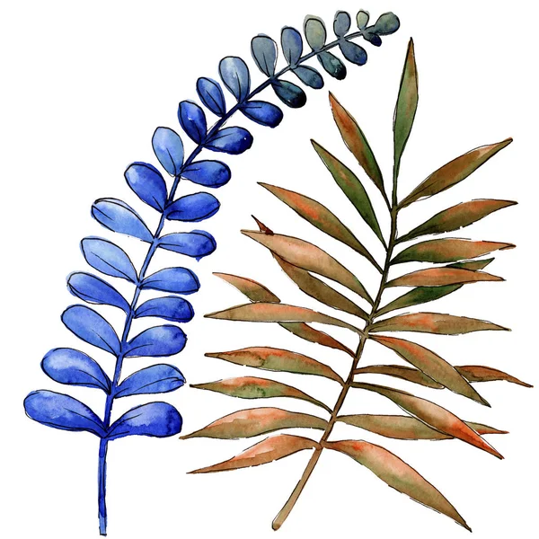 Aquarell Bunte Bremsbäume Blattpflanze Botanischer Garten Florales Laub Isoliertes Illustrationselement — Stockfoto