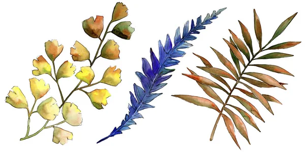 水彩のカラフルなブレーキの植物 葉植物植物園花葉 孤立した図の要素 テクスチャ ラッパー パターン フレームや境界線の Aquarelle — ストック写真