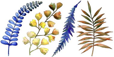 Sulu boya renkli fren tertibatları. Yaprak bitki botanik bahçe çiçek yaprakları. İzole illüstrasyon öğesi. Aquarelle yaprak için arka plan, doku, sarıcı desen, çerçeve veya kenarlık.