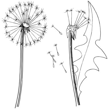 Kır çiçeği izole bir vektör tarzda karahindiba. Bitki tam adı: karahindiba. Arka plan, doku, sarıcı desen, çerçeve veya kenarlık için vektör çiçek.