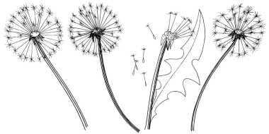 Kır çiçeği izole bir vektör tarzda karahindiba. Bitki tam adı: karahindiba. Arka plan, doku, sarıcı desen, çerçeve veya kenarlık için vektör çiçek.