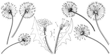 Kır çiçeği izole bir vektör tarzda karahindiba. Bitki tam adı: karahindiba. Arka plan, doku, sarıcı desen, çerçeve veya kenarlık için vektör çiçek.
