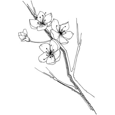 Kır çiçeği sakura çiçek, izole bir vektör tarzı. Bitki tam adı: Sakura bloom. Arka plan, doku, sarıcı desen, çerçeve veya sınır vektör kır çiçeği.