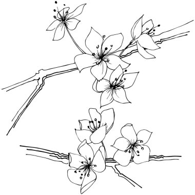 Kır çiçeği sakura çiçek, izole bir vektör tarzı. Bitki tam adı: Sakura bloom. Arka plan, doku, sarıcı desen, çerçeve veya sınır vektör kır çiçeği.