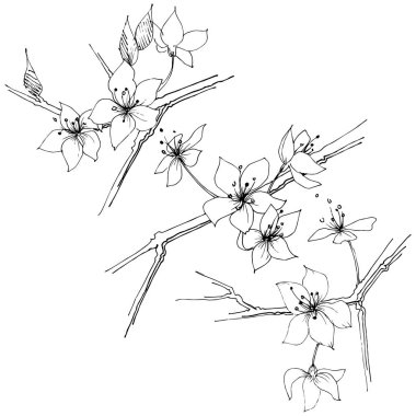 Kır çiçeği sakura çiçek, izole bir vektör tarzı. Bitki tam adı: Sakura bloom. Arka plan, doku, sarıcı desen, çerçeve veya sınır vektör kır çiçeği.