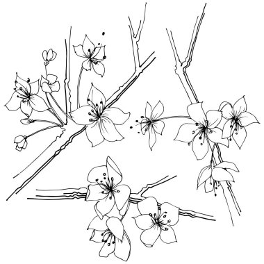 Kır çiçeği sakura çiçek, izole bir vektör tarzı. Bitki tam adı: Sakura bloom. Arka plan, doku, sarıcı desen, çerçeve veya sınır vektör kır çiçeği.