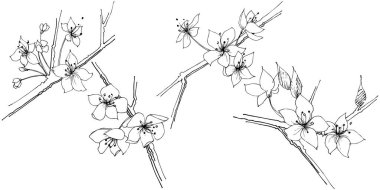 Kır çiçeği sakura çiçek, izole bir vektör tarzı. Bitki tam adı: Sakura bloom. Arka plan, doku, sarıcı desen, çerçeve veya sınır vektör kır çiçeği.