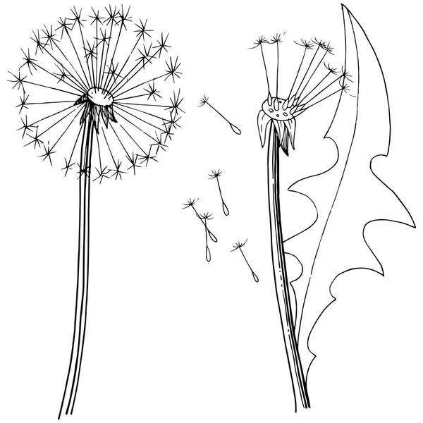 Одуванчик Векторном Стиле Изолирован Полное Название Завода Одуванчик Векторный Цветок — стоковый вектор