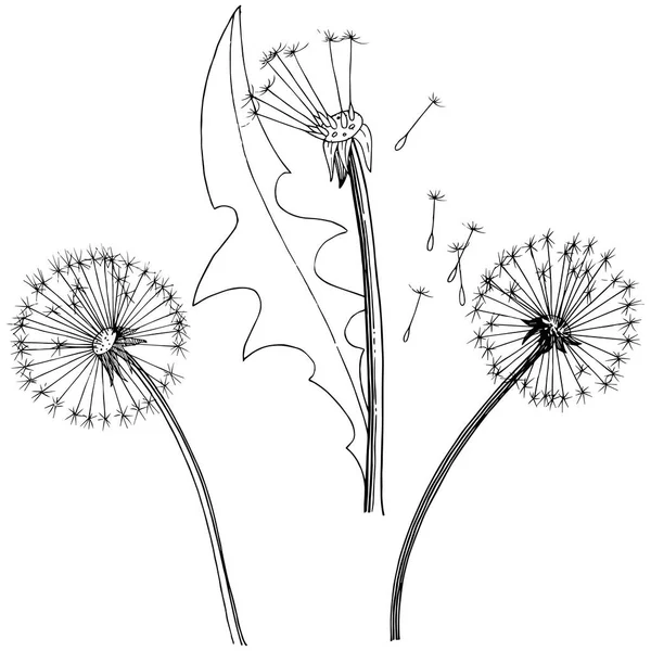 ワイルドフラワー分離ベクトル スタイルのたんぽぽ 植物の完全な名前 タンポポ テクスチャ ラッパー パターン 枠や図面枠のベクターの花 — ストックベクタ