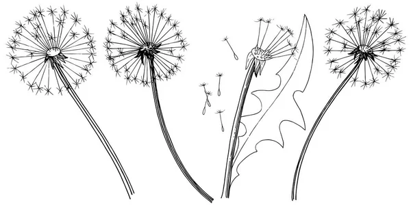 Одуванчик Векторном Стиле Изолирован Полное Название Завода Одуванчик Векторный Цветок — стоковый вектор