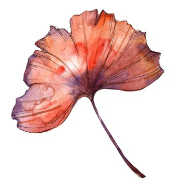 Sulu boya renkli ginkgo yaprağı. Yaprak bitki botanik bahçe çiçek yaprakları. İzole illüstrasyon öğesi. Aquarelle yaprak için arka plan, doku, sarıcı desen, çerçeve veya kenarlık.