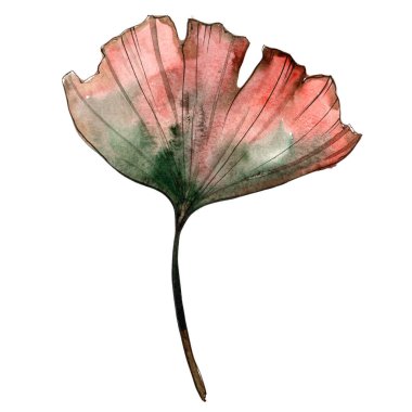 Sulu boya renkli ginkgo yaprağı. Yaprak bitki botanik bahçe çiçek yaprakları. İzole illüstrasyon öğesi. Aquarelle yaprak için arka plan, doku, sarıcı desen, çerçeve veya kenarlık.