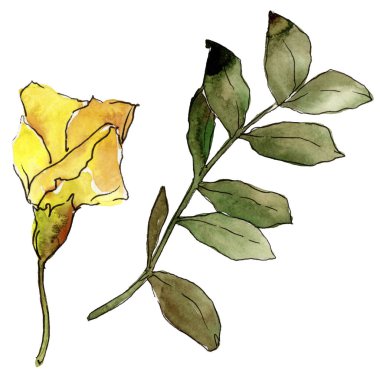 Suluboya sarı akasya yaprağı. Yaprak bitki botanik bahçe çiçek yaprakları. İzole illüstrasyon öğesi. Aquarelle yaprak için arka plan, doku, sarıcı desen, çerçeve veya kenarlık.